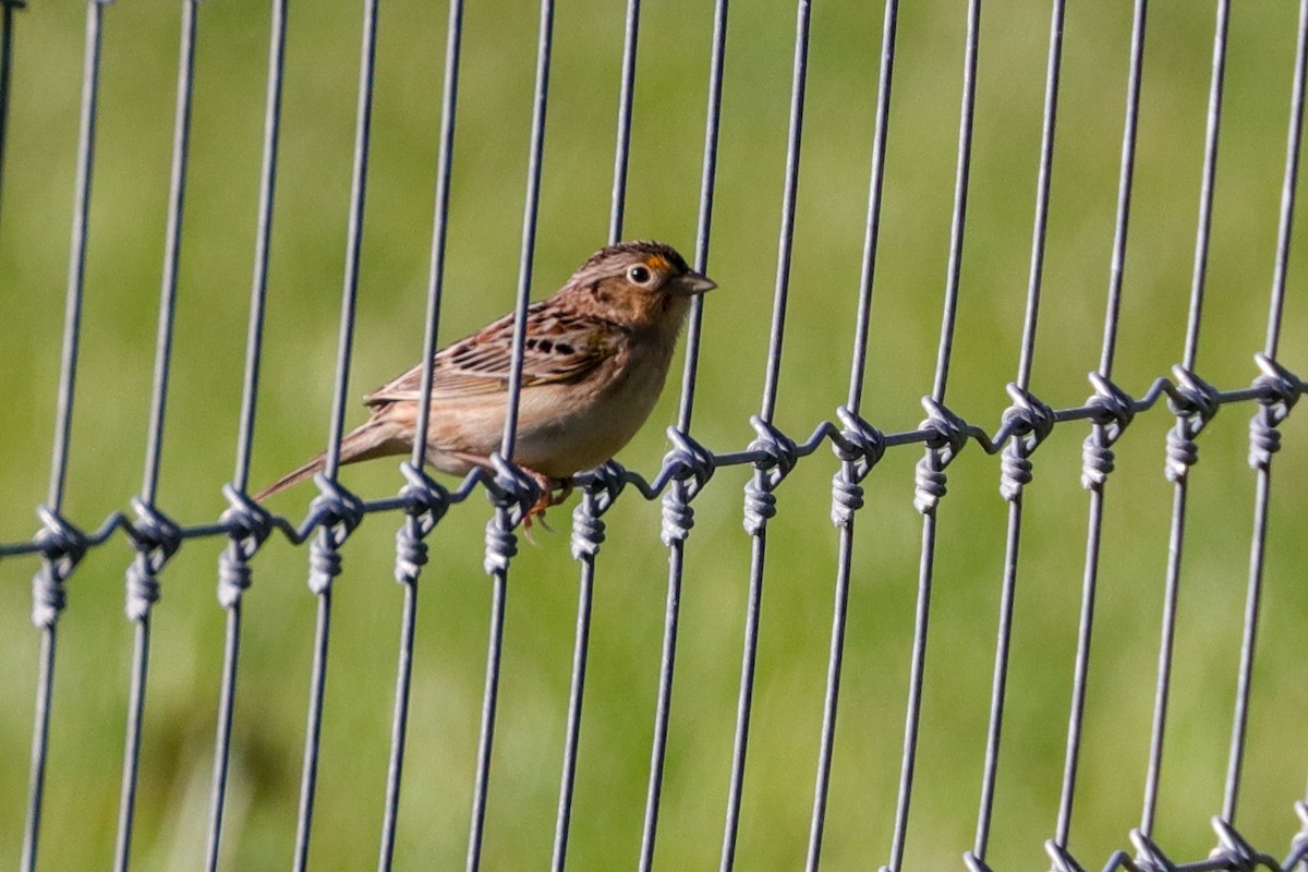 Grasshopper Sparrow - Martina Nordstrand