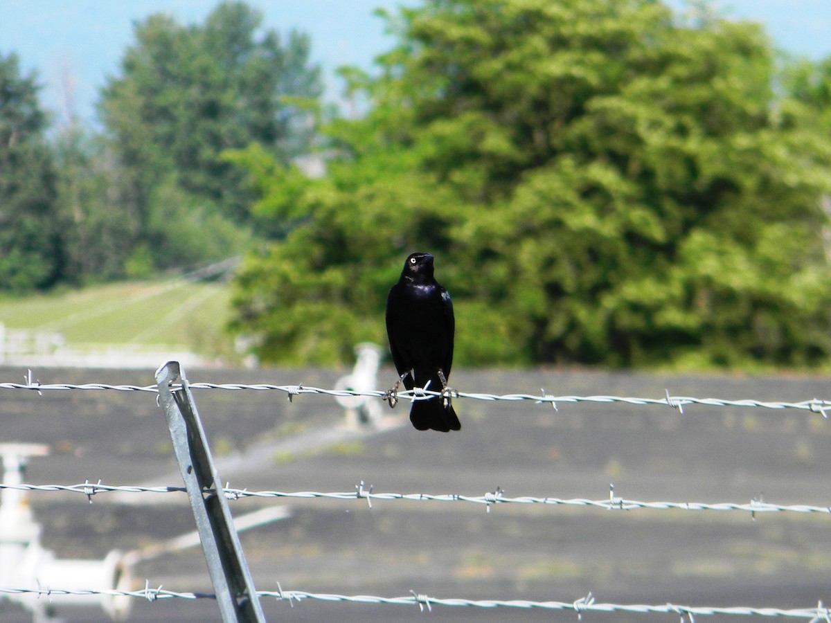 Brewer's Blackbird - ML57494641