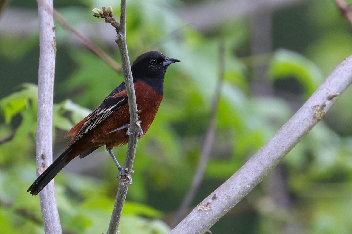 Orchard Oriole - ML574946671