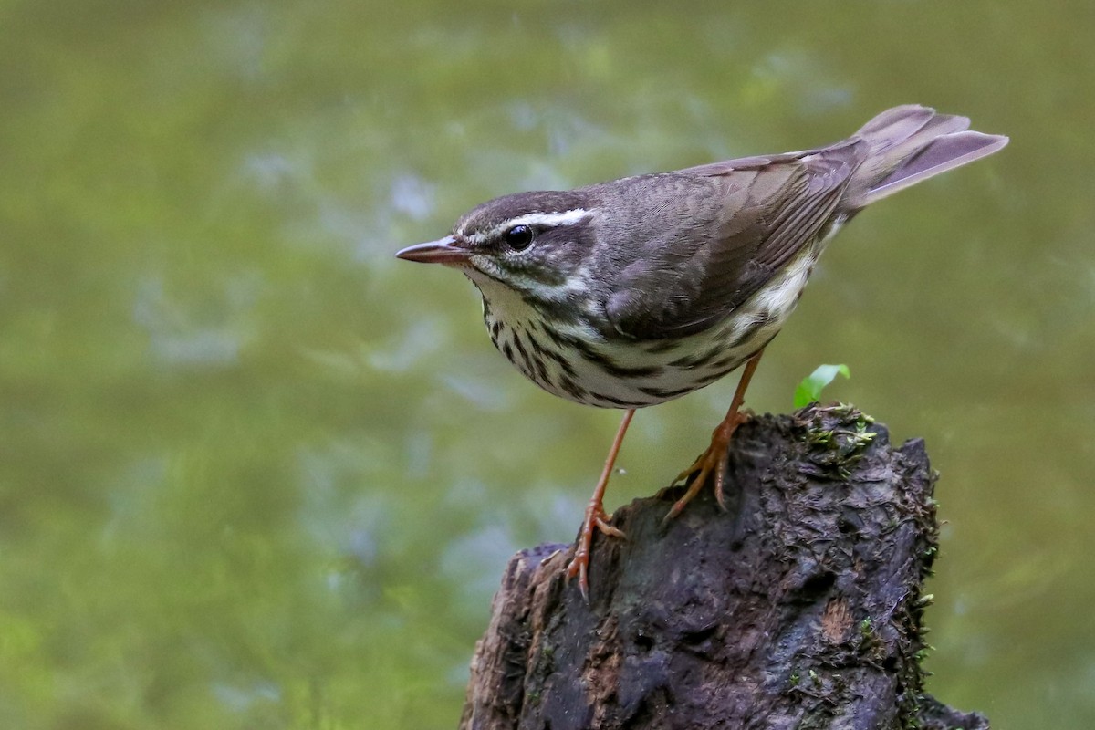 Louisiana Waterthrush - ML574948321