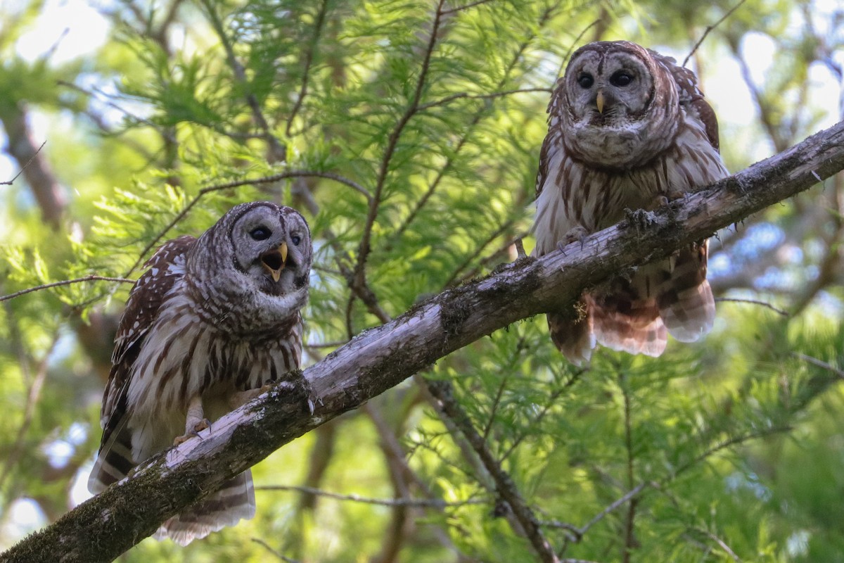 Barred Owl - ML574948631