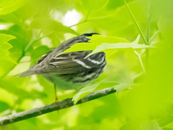 Paruline rayée - ML574948691