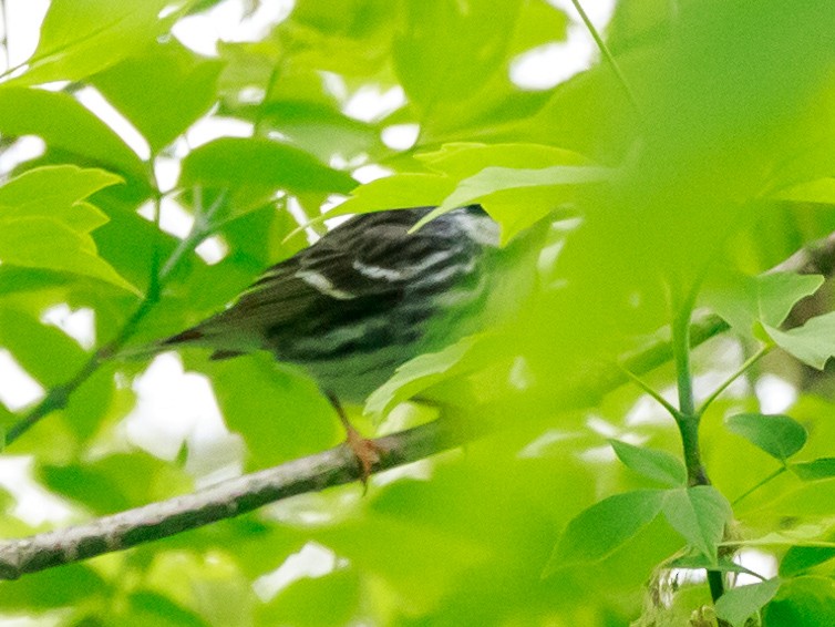 Blackpoll Warbler - ML574948701