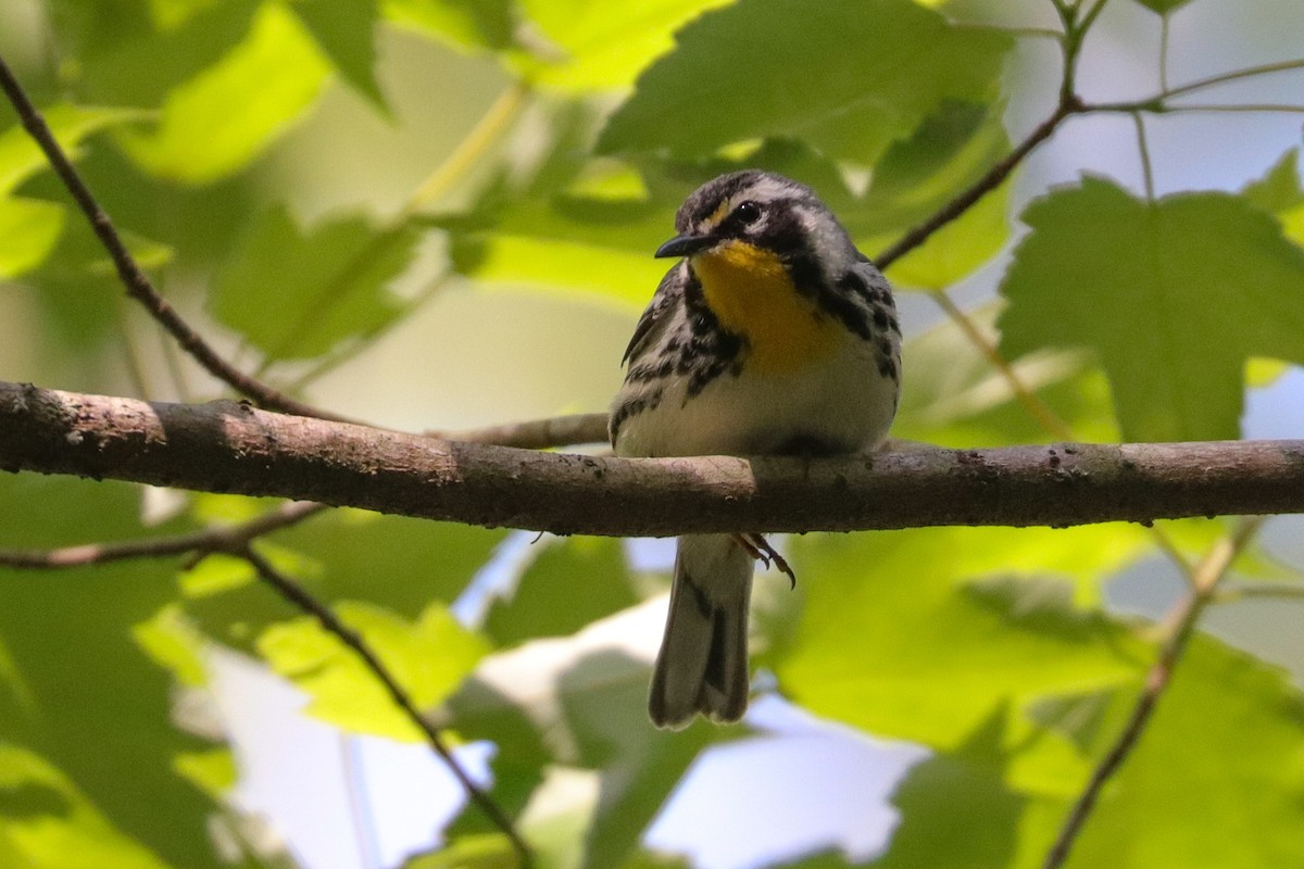 Goldkehl-Waldsänger - ML574948921