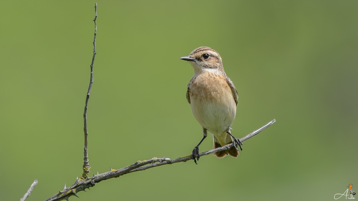 Whinchat - ML57494961