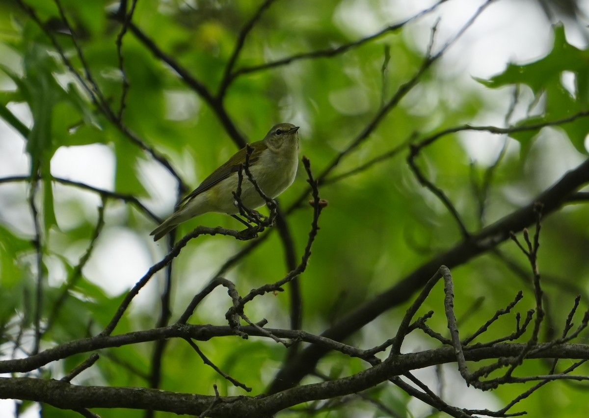 Tennessee Warbler - ML574949701