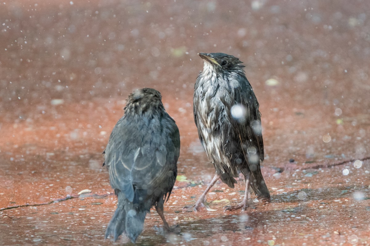 European Starling - ML574949761