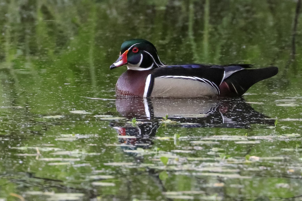 Wood Duck - ML574950341