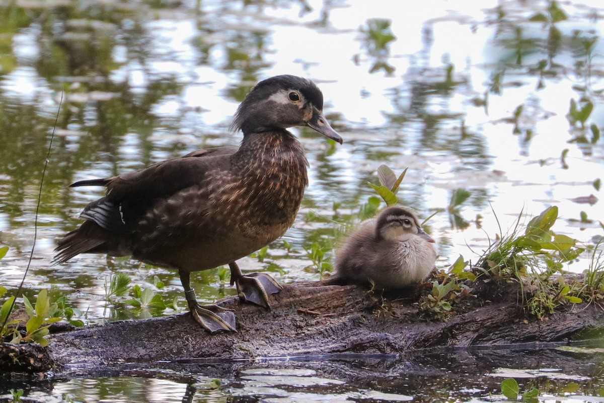 Wood Duck - ML574950351