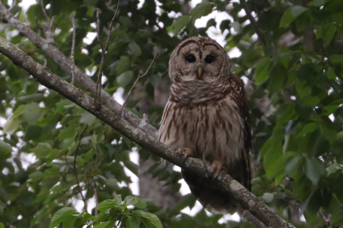 Barred Owl - ML574950521