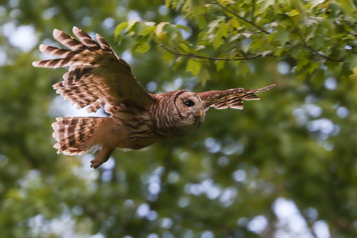 Barred Owl - ML574950531