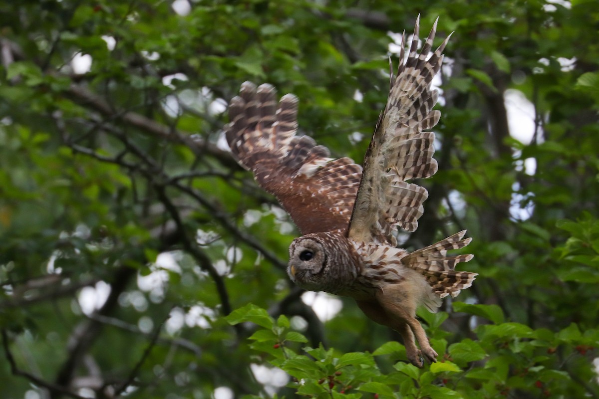 Barred Owl - ML574950541