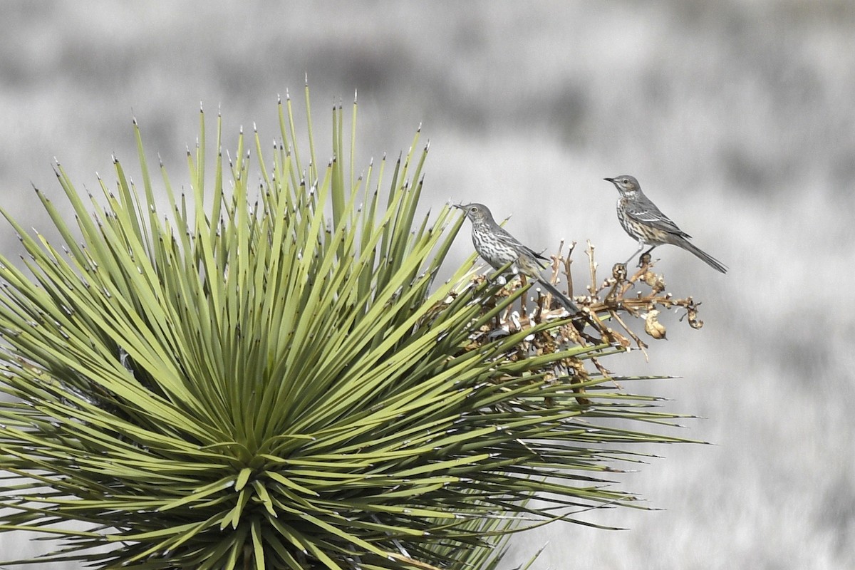 Sage Thrasher - ML574953431