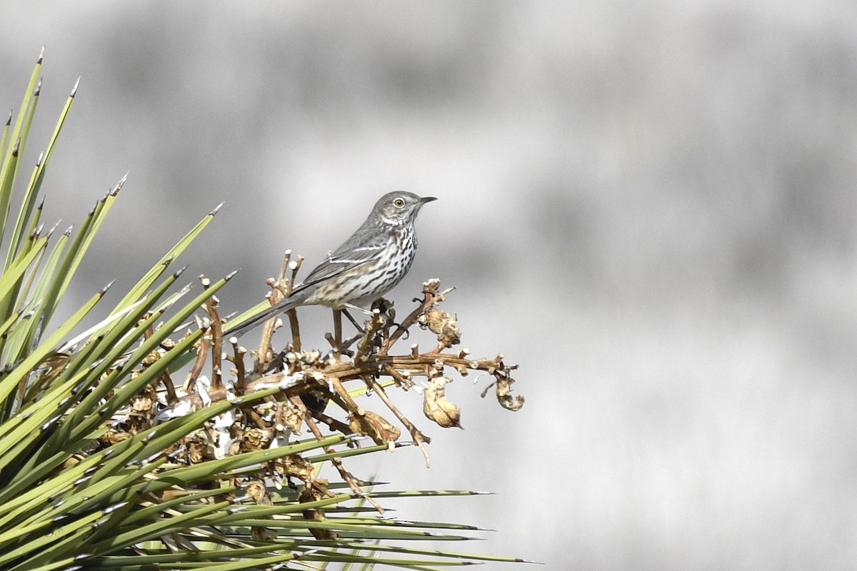 Sage Thrasher - ML574953441