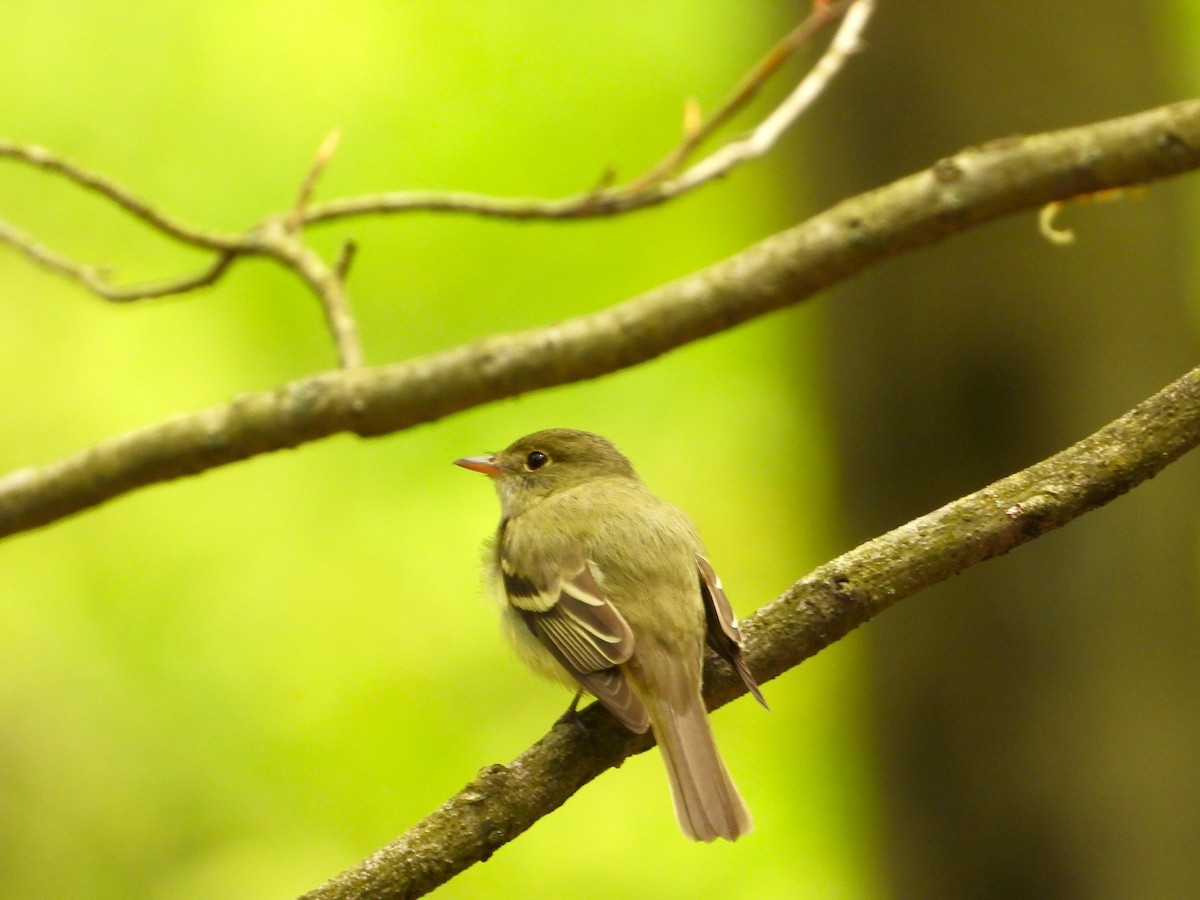 Acadian Flycatcher - ML574954271