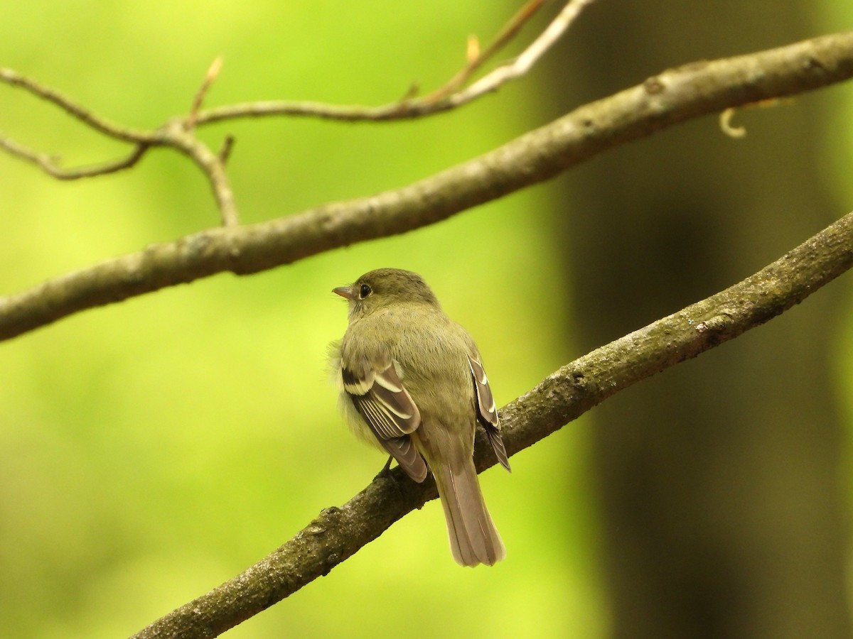 Acadian Flycatcher - Ken Vinciquerra