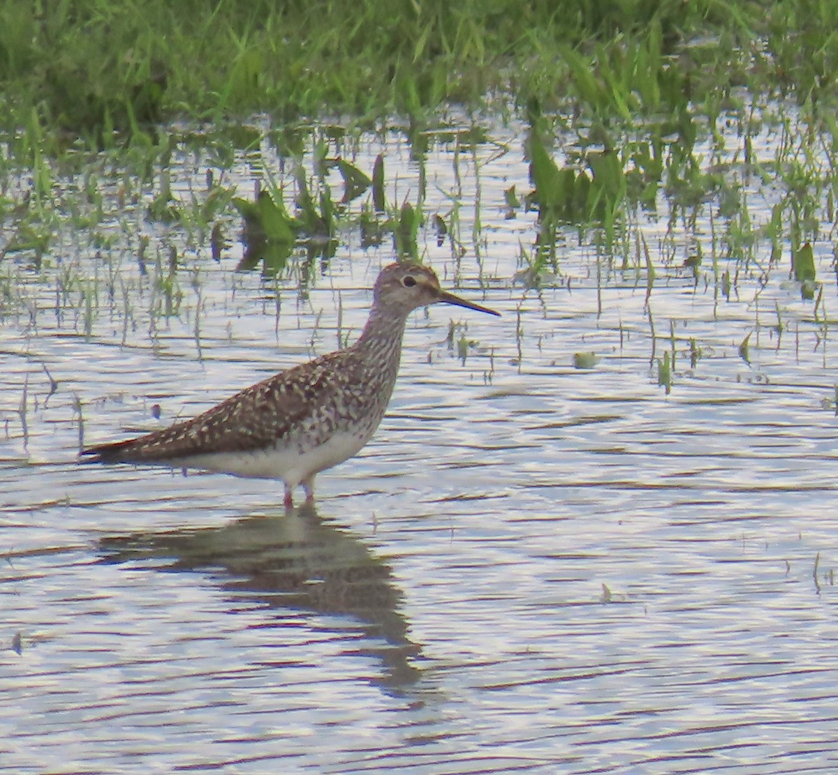 Solitary Sandpiper - ML574954461