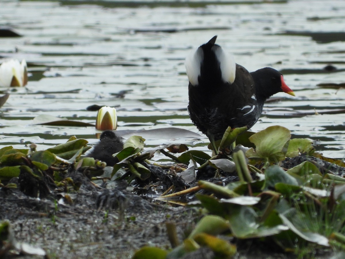 Gallinule poule-d'eau - ML574954761