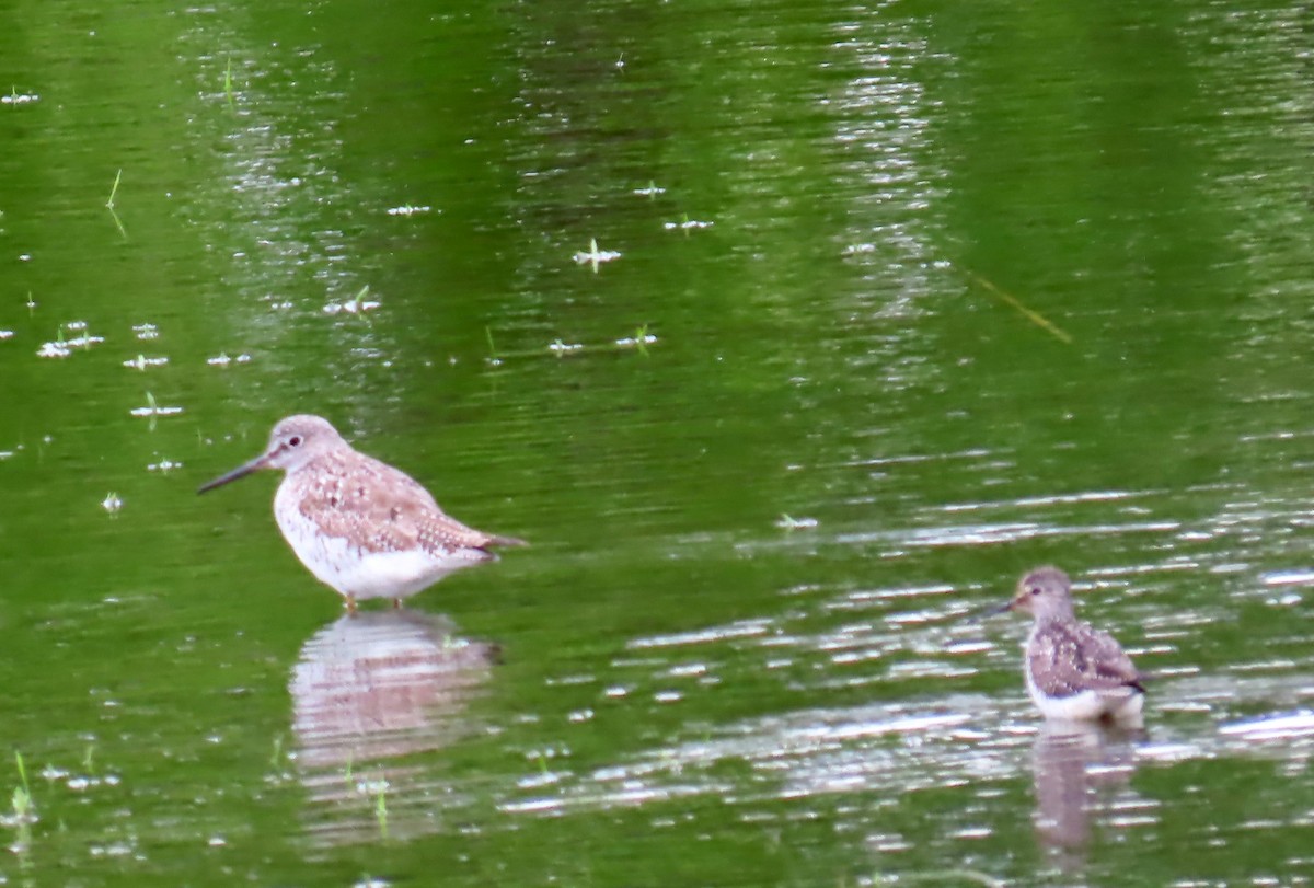 Lesser Yellowlegs - ML574955181