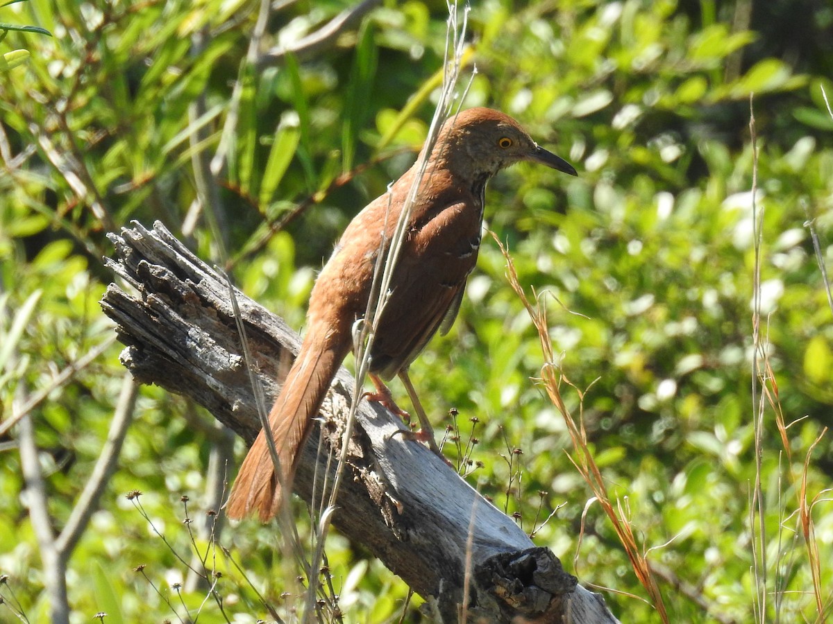 Brown Thrasher - Kathryn Cowdery