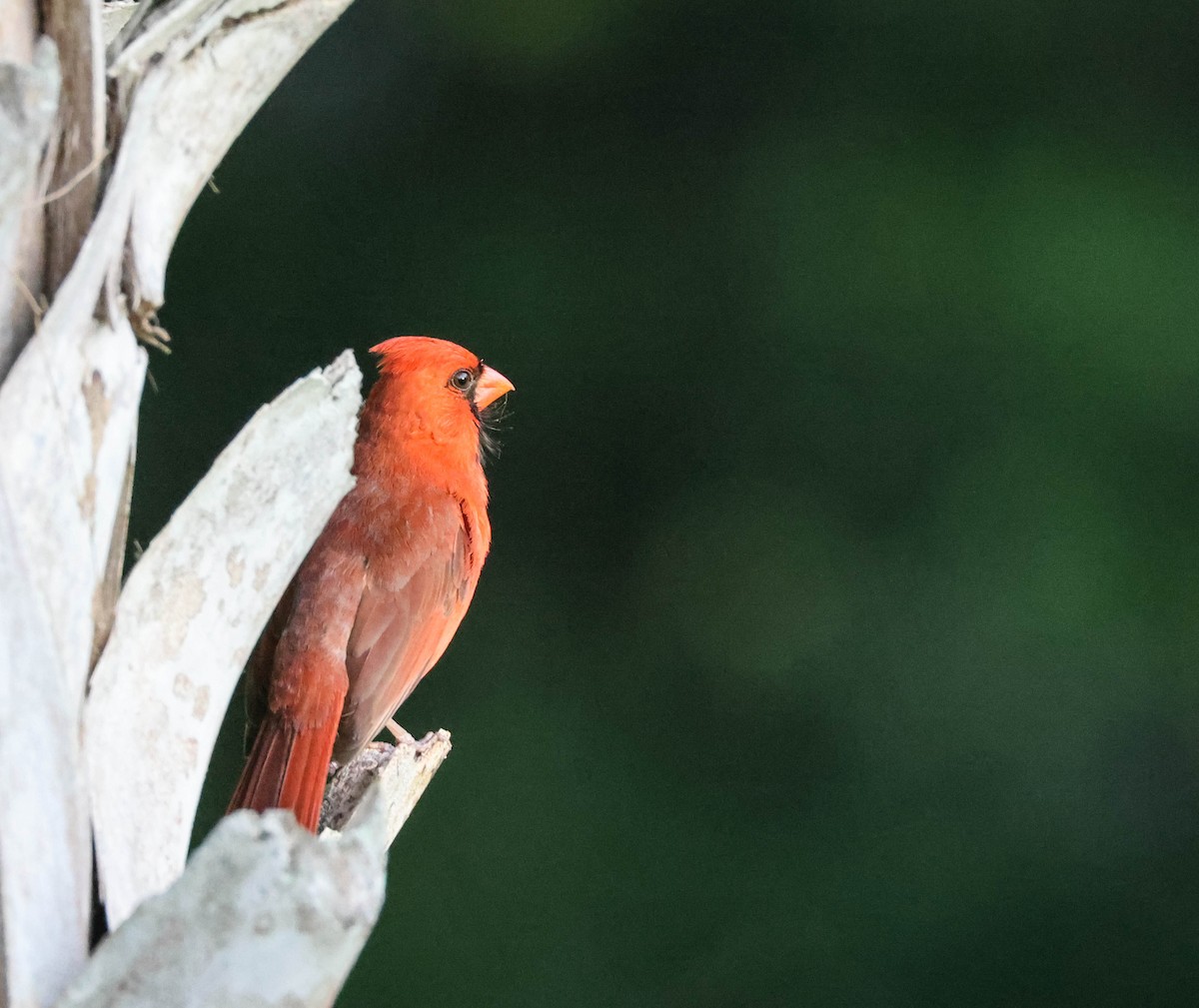 Cardinal rouge - ML574956591