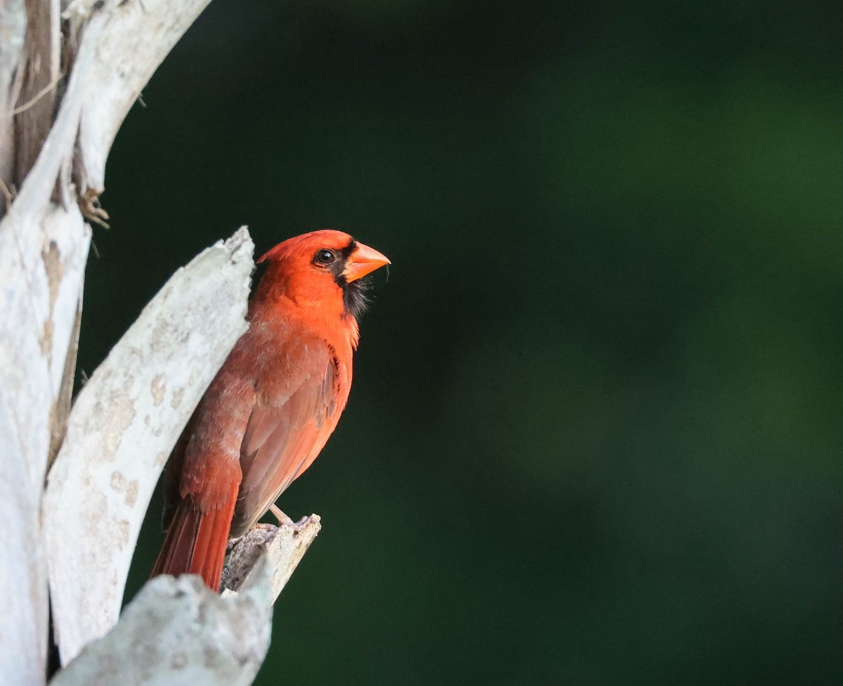 Cardinal rouge - ML574956631