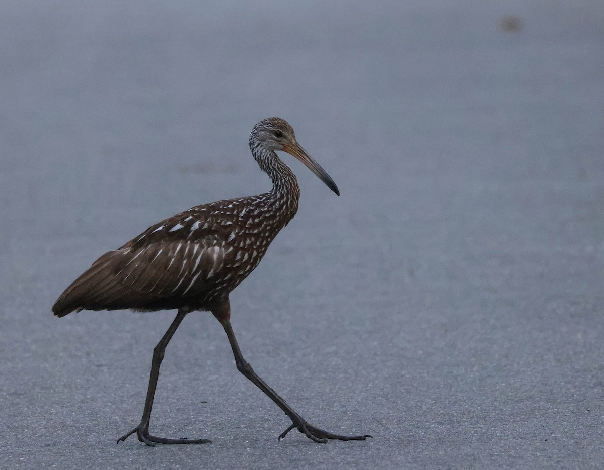 Limpkin - ML574956731