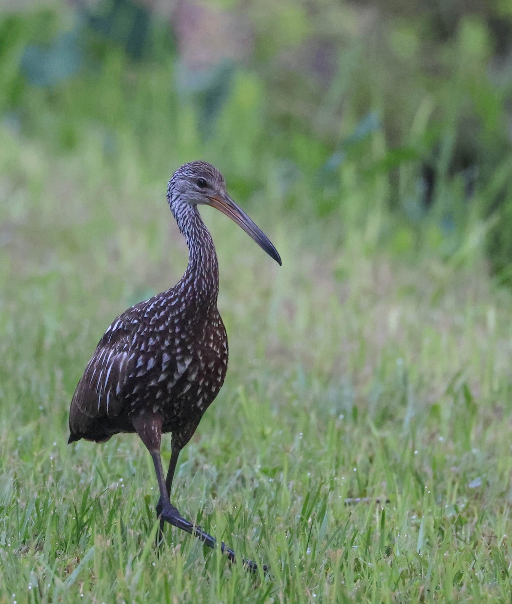 Limpkin - ML574956741