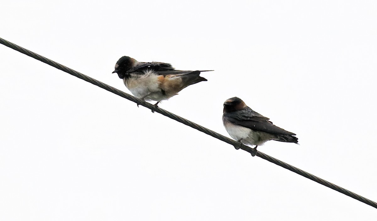 Cliff Swallow - ML574956821