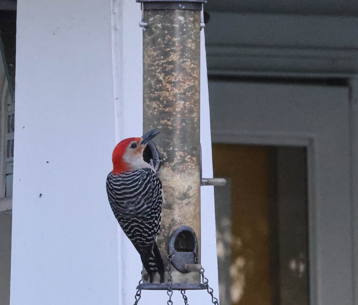 Red-bellied Woodpecker - Tracy Drake