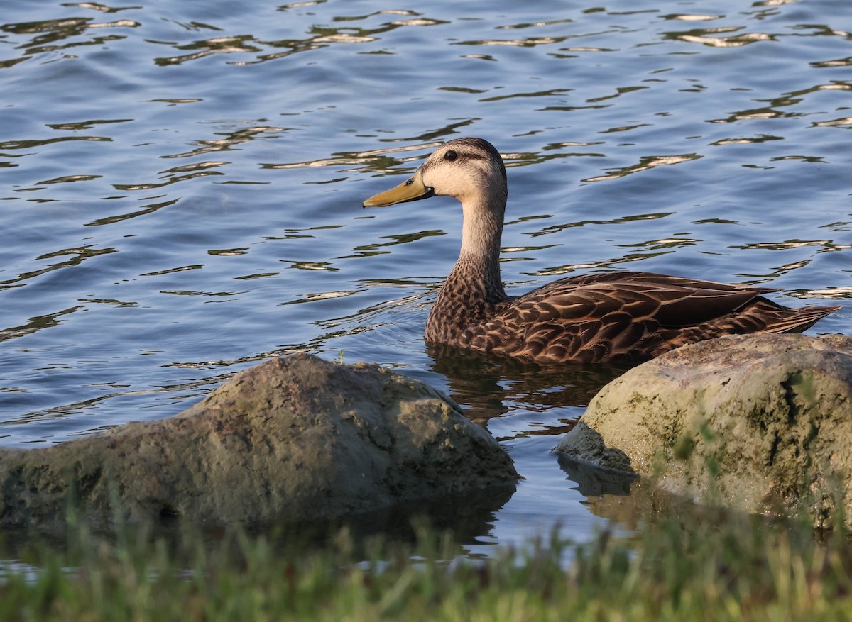 Canard brun (fulvigula) - ML574957391