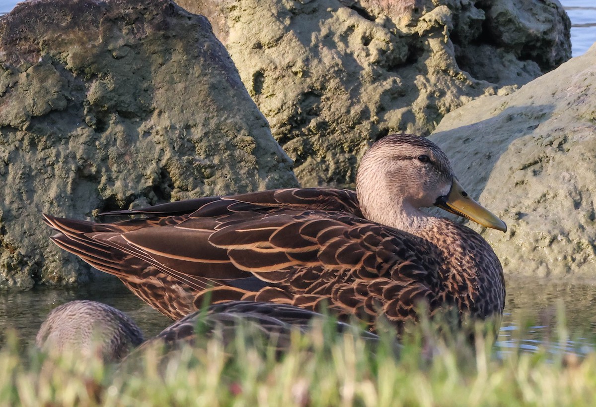 Mottled Duck (Florida) - ML574957411