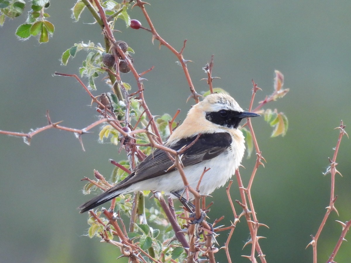 Western Black-eared Wheatear - ML574957961