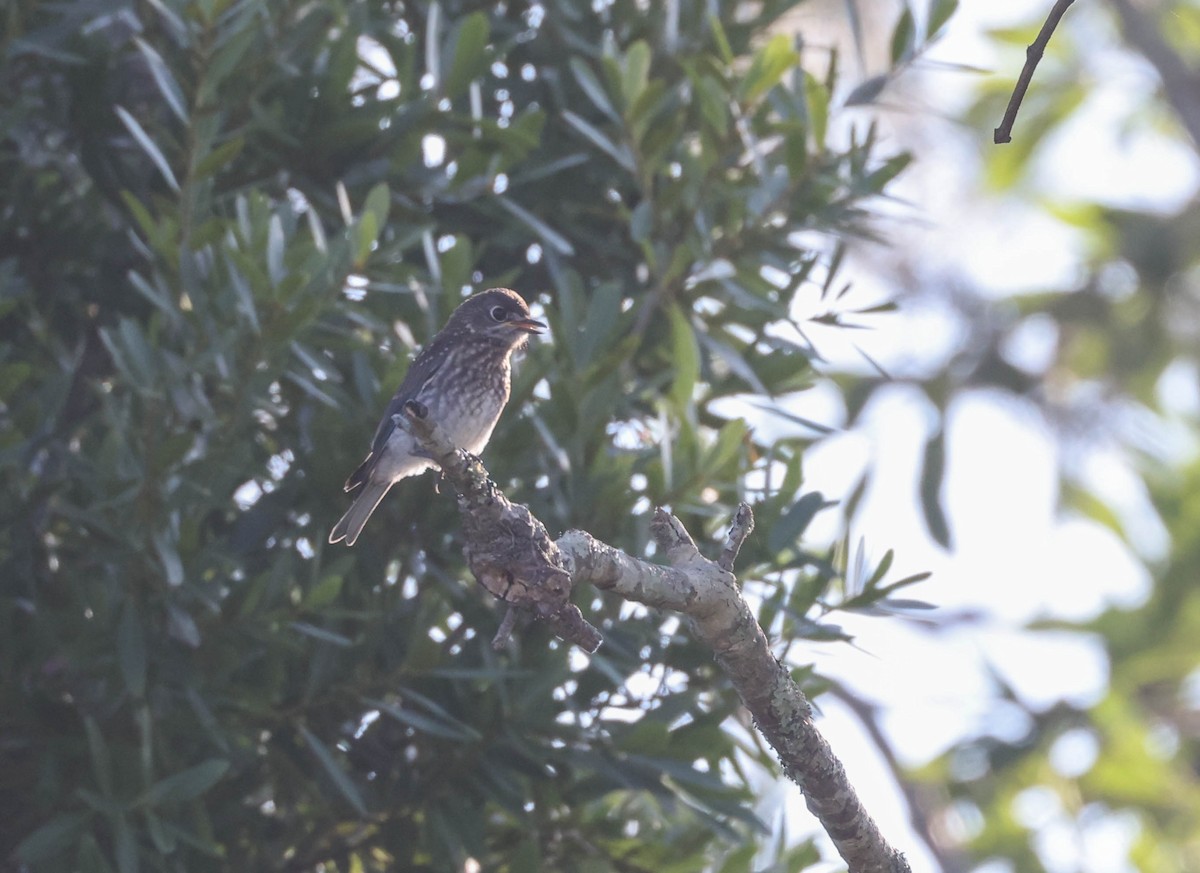 Eastern Bluebird (Eastern) - ML574958281