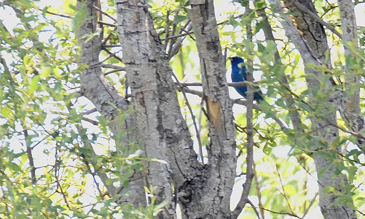 Indigo Bunting - ML574958781