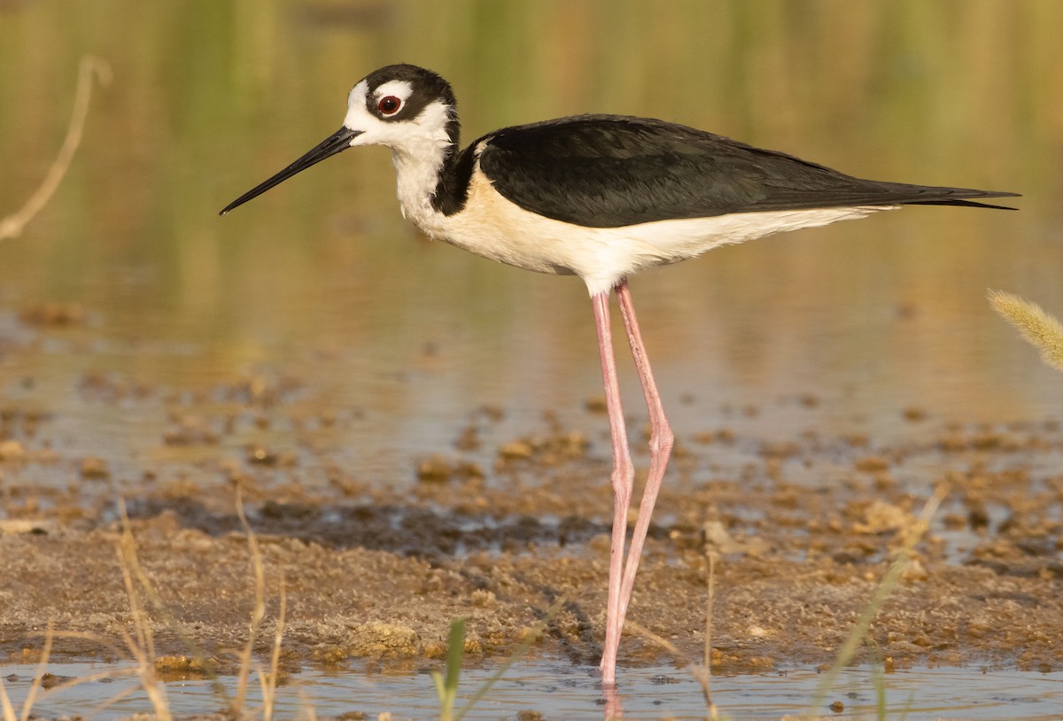 Black-necked Stilt - ML574958791