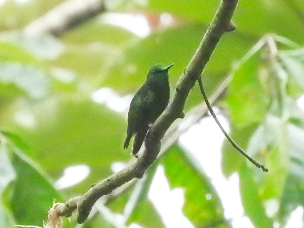 kolibřík venezuelský - ML574958981