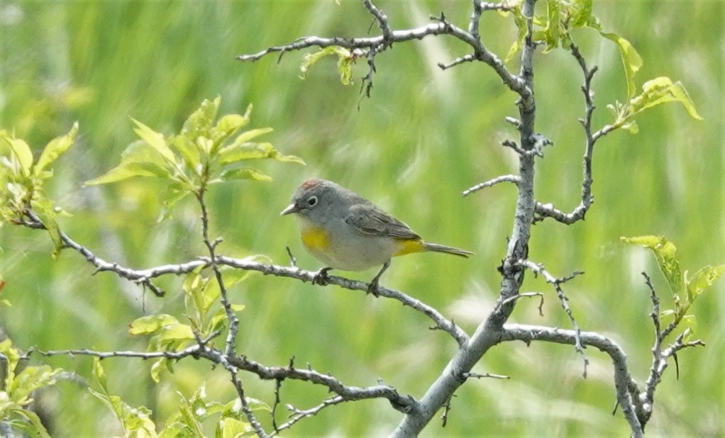 Virginia's Warbler - ML574959101