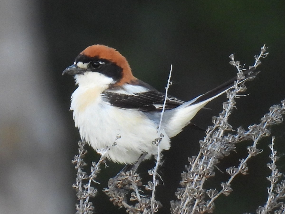 Woodchat Shrike - ML574959221