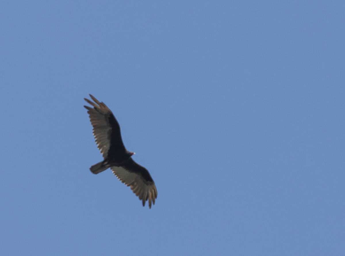 Turkey Vulture - Tracy Drake