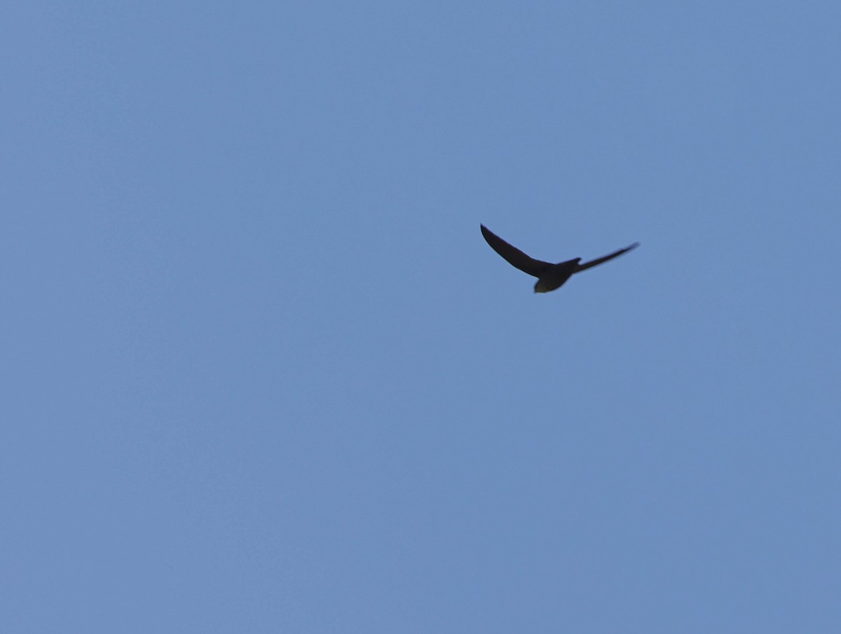 Chimney Swift - ML574959441