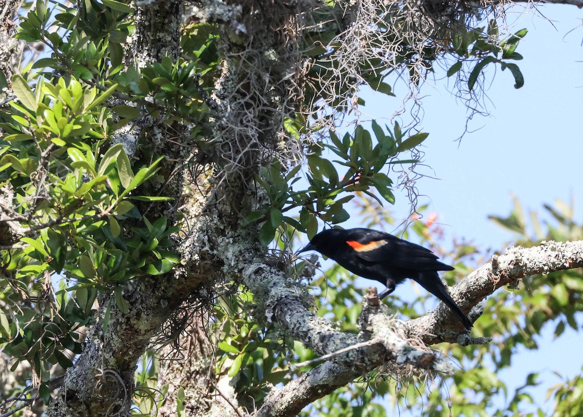 Red-winged Blackbird - ML574959581