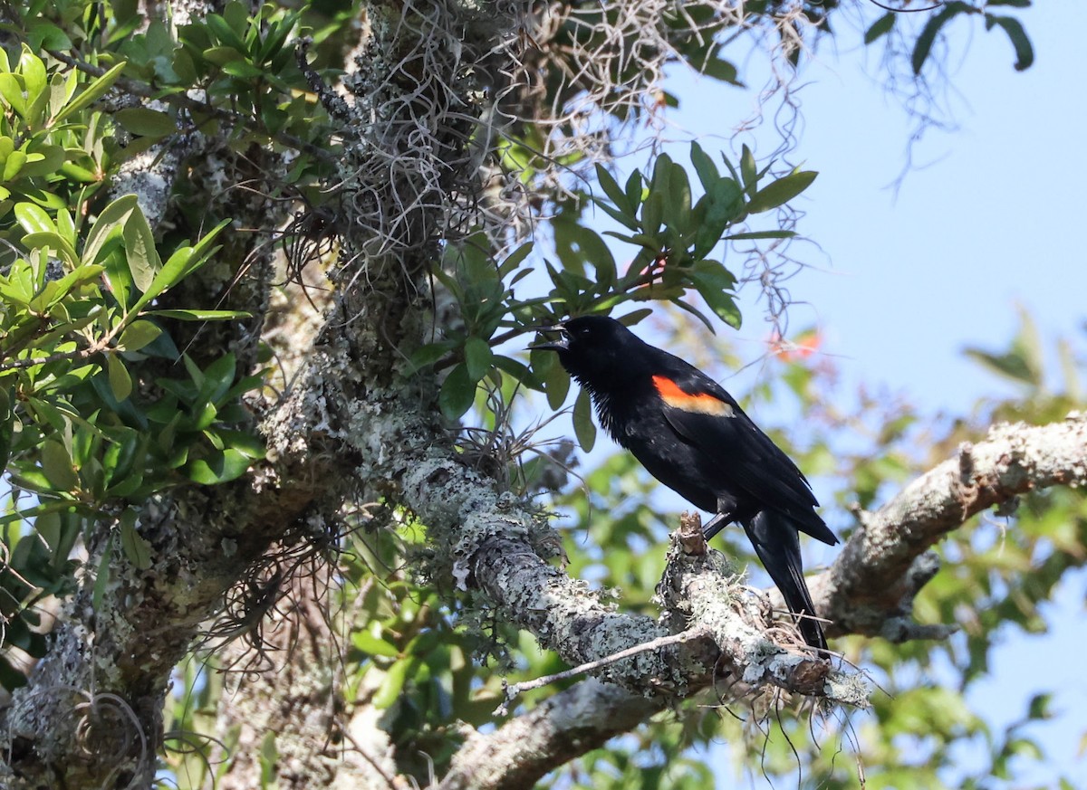 Red-winged Blackbird - Tracy Drake