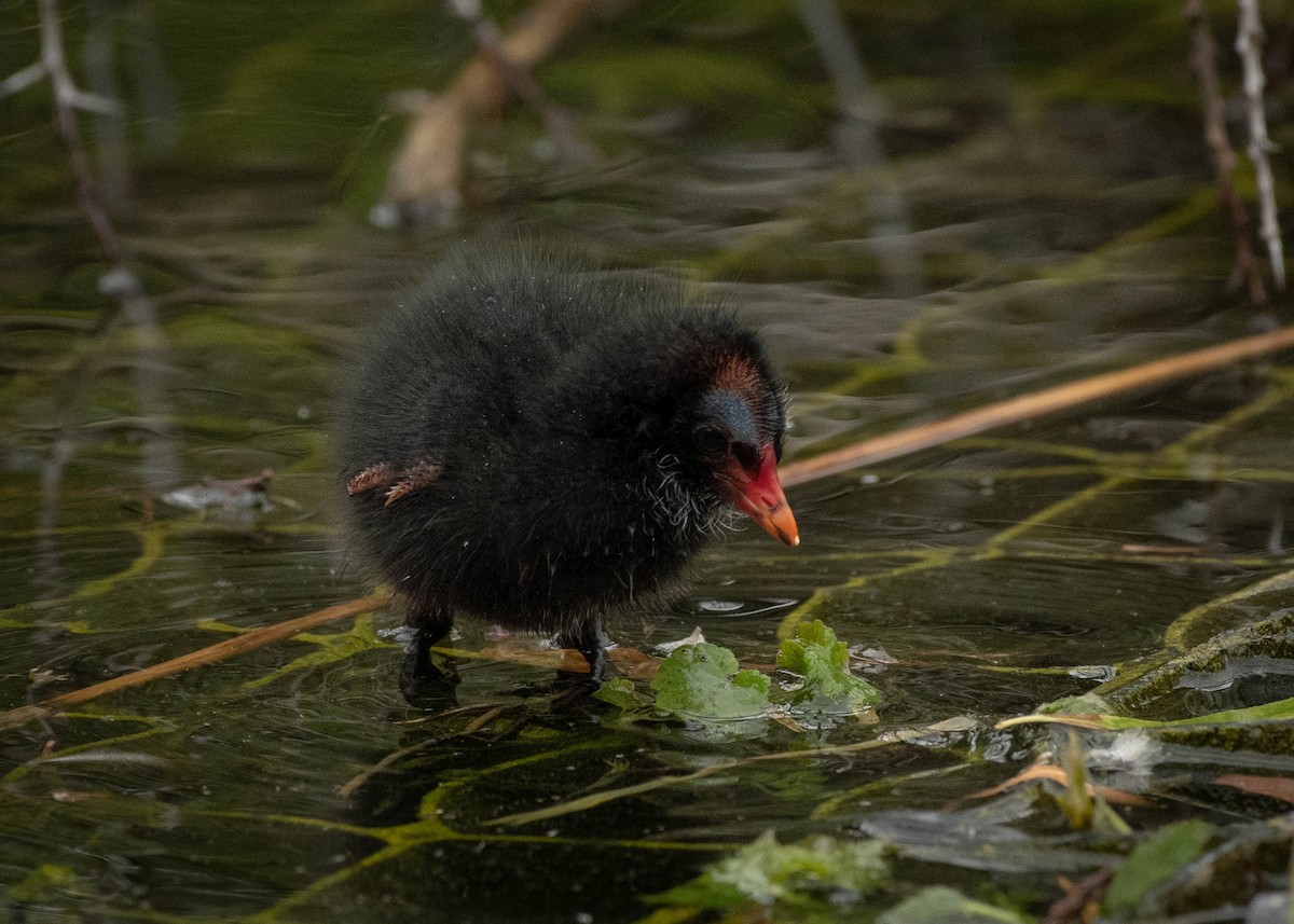 Gallinule poule-d'eau - ML574959791