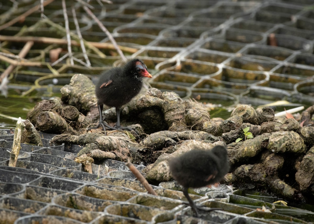 Eurasian Moorhen - ML574959801