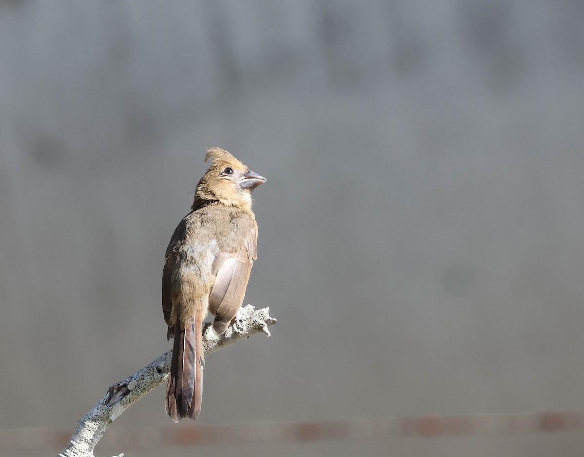 Northern Cardinal - ML574959921