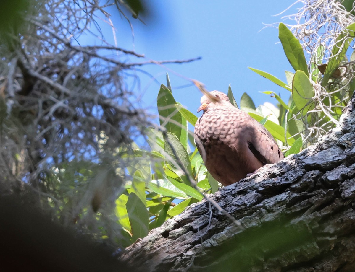 Common Ground Dove - Tracy Drake