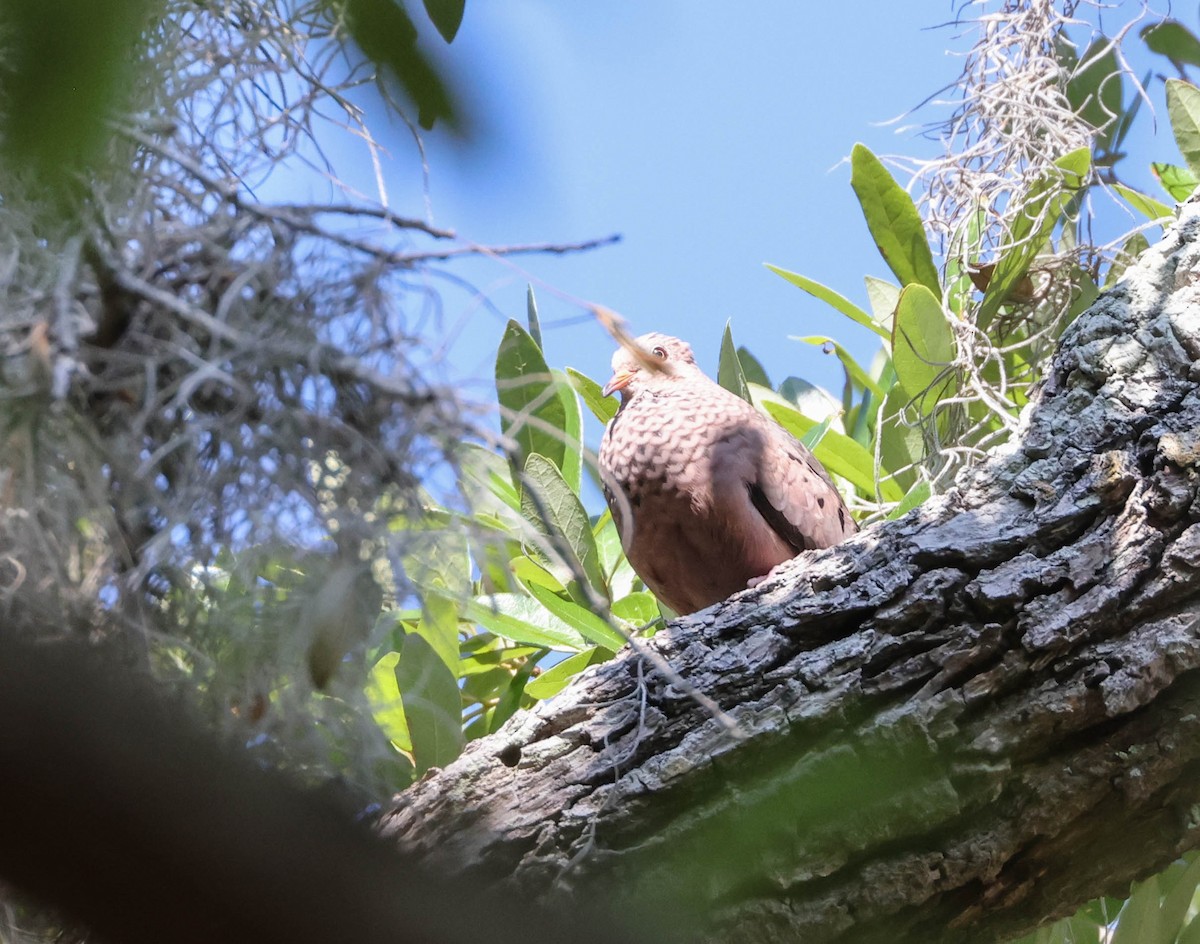 Common Ground Dove - ML574960231