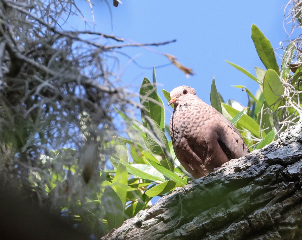 Common Ground Dove - ML574960271