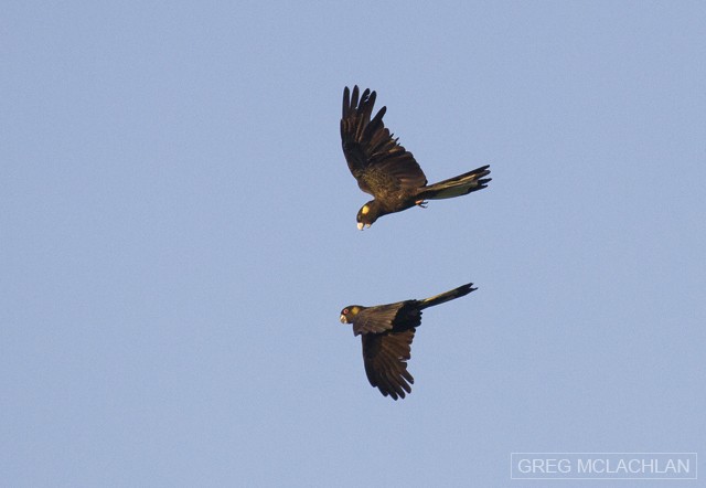 Yellow-tailed Black-Cockatoo - Greg McLachlan